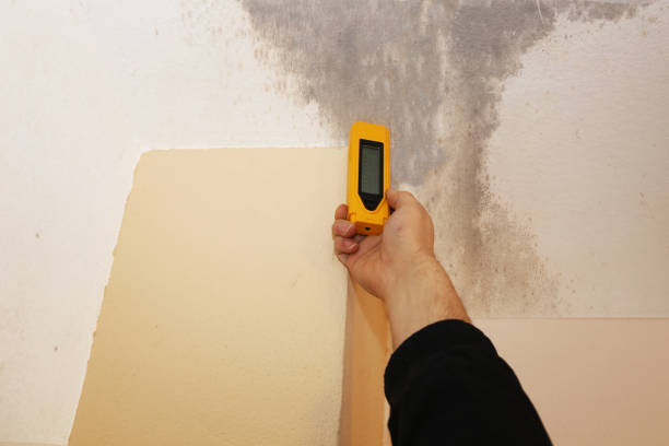 Best Basement Mold Removal  in Walhalla, SC