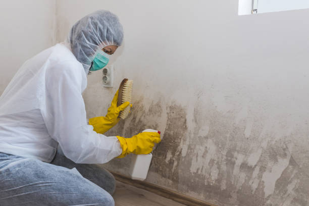 Best Attic Mold Removal  in Walhalla, SC