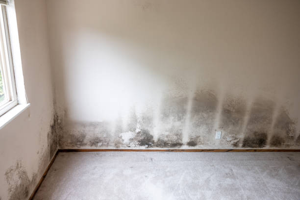 Best Mold Documentation for Insurance Claims  in Walhalla, SC